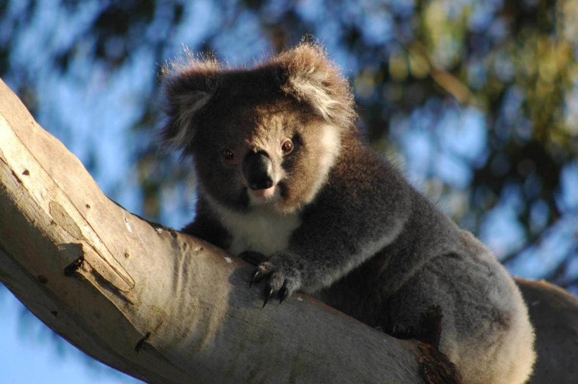 Bimbi Park - Camping Under Koalas Cape Otway Exterior foto