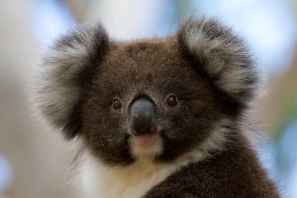 Bimbi Park - Camping Under Koalas Cape Otway Exterior foto